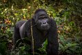 50 Oeganda, Bwindi NP, gorilla